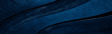 blue feather pigeon macro photo. texture or backgroundの写真素材