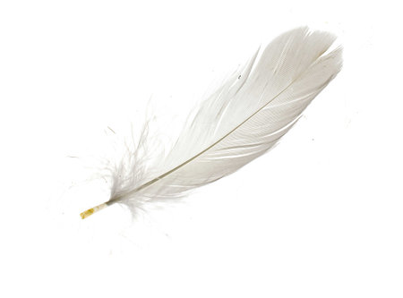 white goose feathers on white isolated backgroundの写真素材