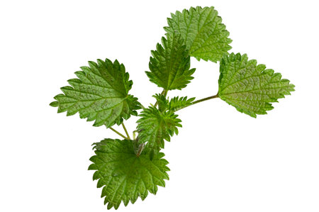 nettle on white isolated background
