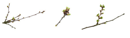 cherry branches with green buds on white isolated backgroundの写真素材