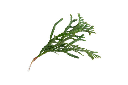 green twigs of emerald thuja on white isolated background
