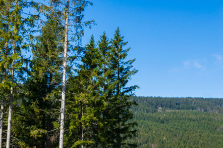 spruces against the background of mountains on a sunny dayの写真素材