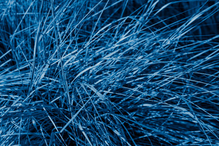 blue dry grass. background or texture