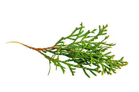 twigs of thuja emerald on a white isolated background.の写真素材