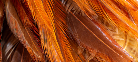brown rooster feathers. background or textureの写真素材