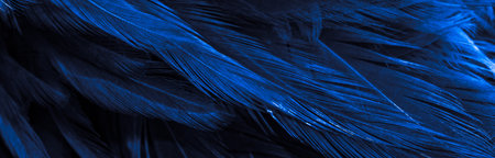blue rooster feathers. background or textureの写真素材