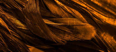 orange rooster feathers. background or texture