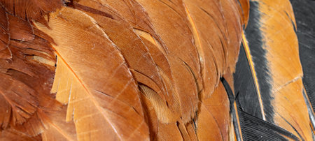 brown rooster feathers. background or texture