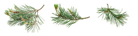 spring pine on a white isolated background