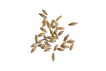 barley grains on a white backgroundの写真素材
