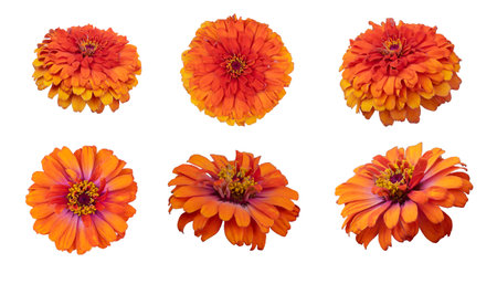 Zinia elegans isolated on white backgroundの写真素材