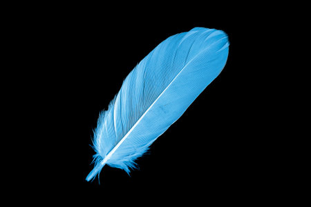 blue goose feather on black backgroundの写真素材