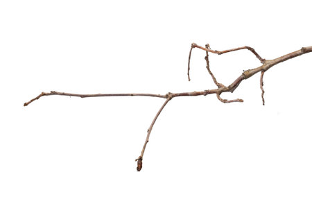 dry twig on white isolated background