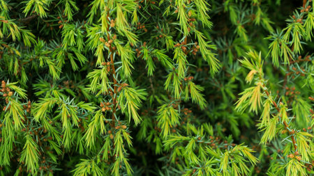 green juniper twigs. background bow texture