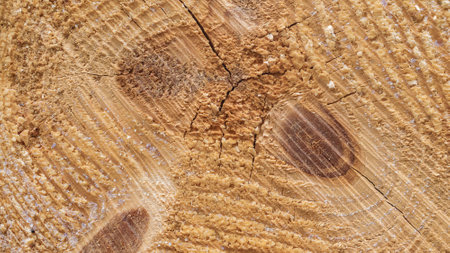 pine wood texture with visible detailsの写真素材