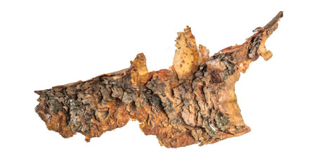 isolated pieces of pine barkの写真素材