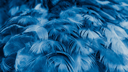 blue hen feathers with visible textureの写真素材