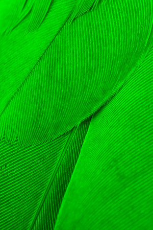 texture of green bird feathersの写真素材
