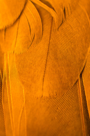 texture of orange bird feathersの写真素材