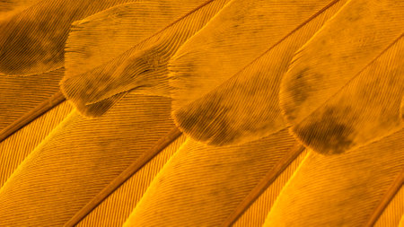 texture of orange bird feathersの写真素材