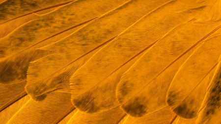texture of orange bird feathersの写真素材