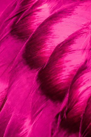 texture of violet bird feathersの写真素材