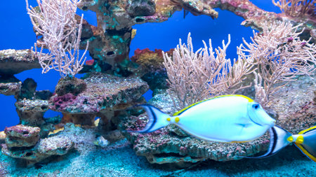 colorful coral reef with visible details. backgroundの写真素材