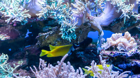 colorful coral reef with visible details. backgroundの写真素材