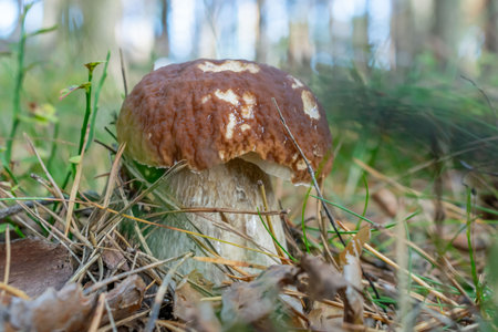 a boletus mushroom growing in the forestの写真素材
