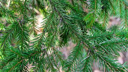 green spruce branch texture. background