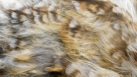 white and brown feathers with visible texture