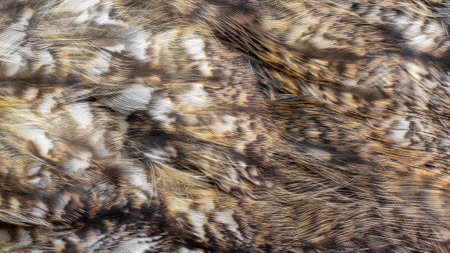 white and brown feathers with visible textureの写真素材