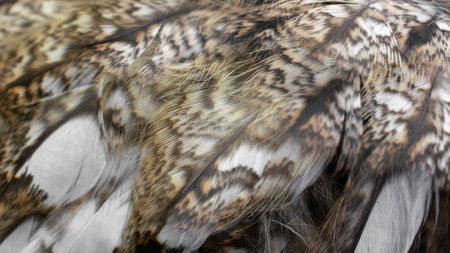 white and brown feathers with visible textureの写真素材