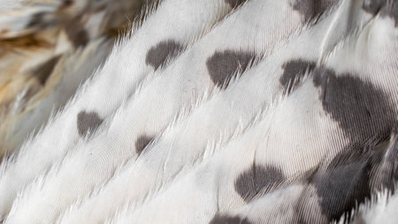 white and brown feathers with visible textureの写真素材