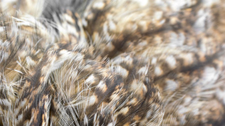white and brown feathers with visible textureの写真素材