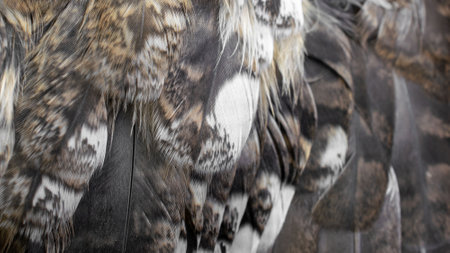 white and brown feathers with visible texture