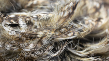 white and brown feathers with visible textureの写真素材