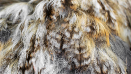 white and brown feathers with visible texture