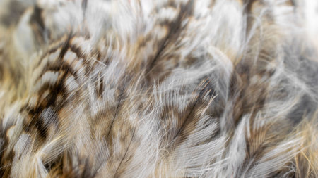 white and brown feathers with visible texture
