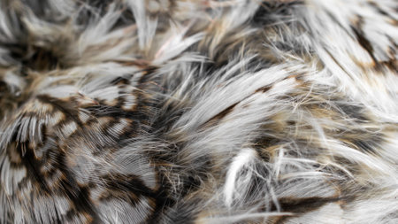 white and brown feathers with visible texture