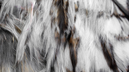 white and brown feathers with visible texture