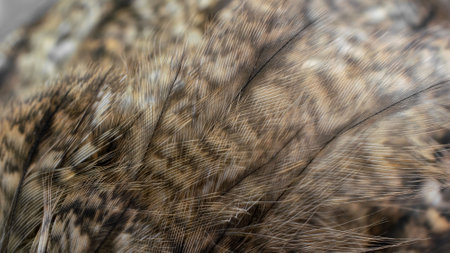 white and brown feathers with visible textureの写真素材