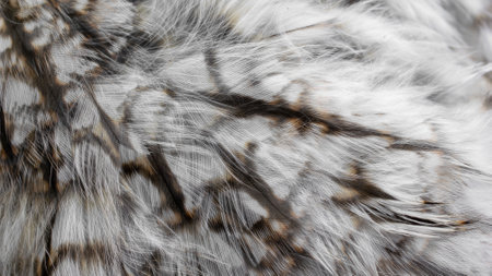 white and brown feathers with visible textureの写真素材