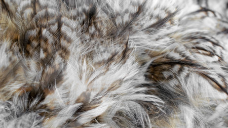 white and brown feathers with visible texture