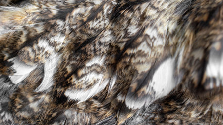 white and brown feathers with visible texture
