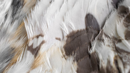 white and brown feathers with visible textureの写真素材