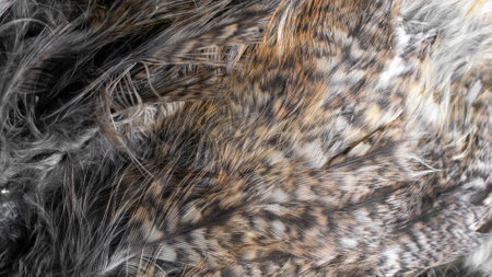white and brown feathers with visible textureの写真素材