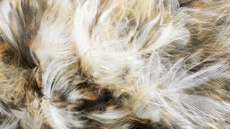 white and brown feathers with visible textureの写真素材
