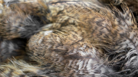 white and brown feathers with visible textureの写真素材