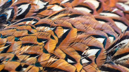 texture of colorful feathers of a game pheasantの写真素材